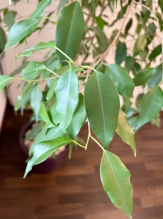 Pflanze Ficus Benjamina zu verkaufen im Kanton Luzern tutti.ch