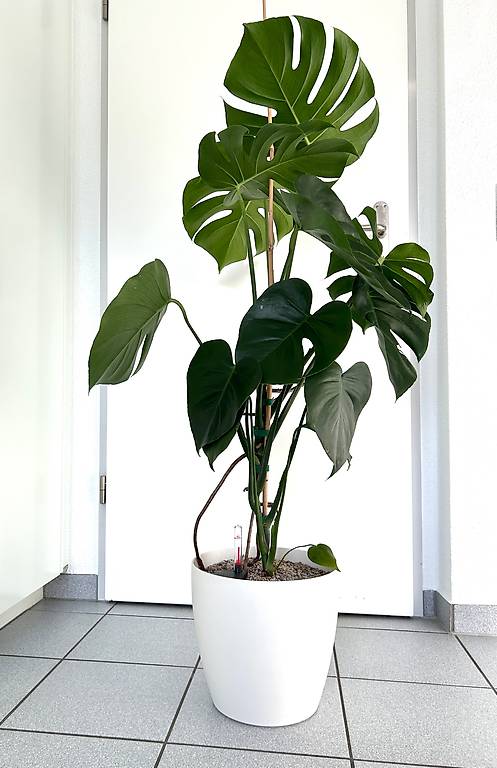 philodendron birkin wiki Philodendron Birkin main image 1