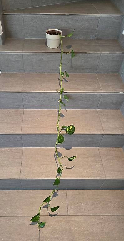 glanzmispel red robin gnstig kaufen Glanzmispel Red Robin (Photinia x fraseri 'Red Robin') | 150-175 cm im Topf