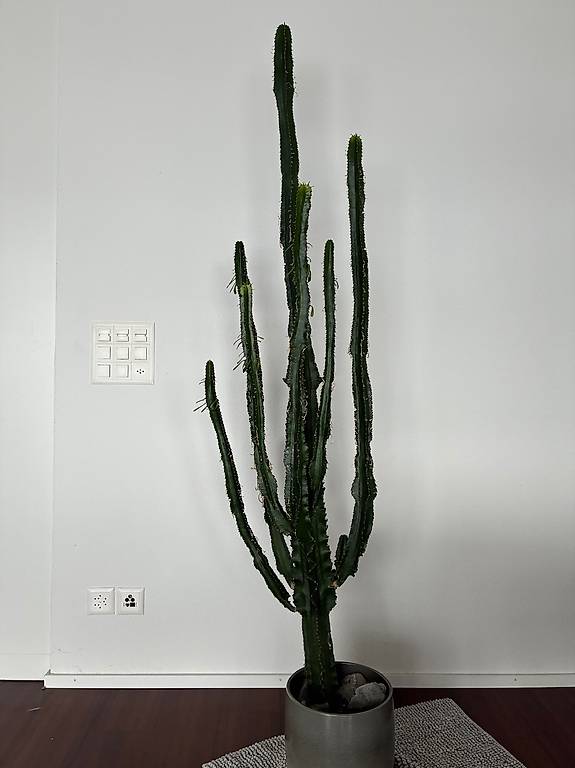 monstera flame Monstera Burle Marx Flame: Stunning Indoor Statement Piece main image 0