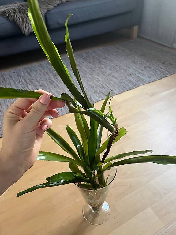 langzeitdünger für eiben Purgrün Eibendünger 1 kg main image 1