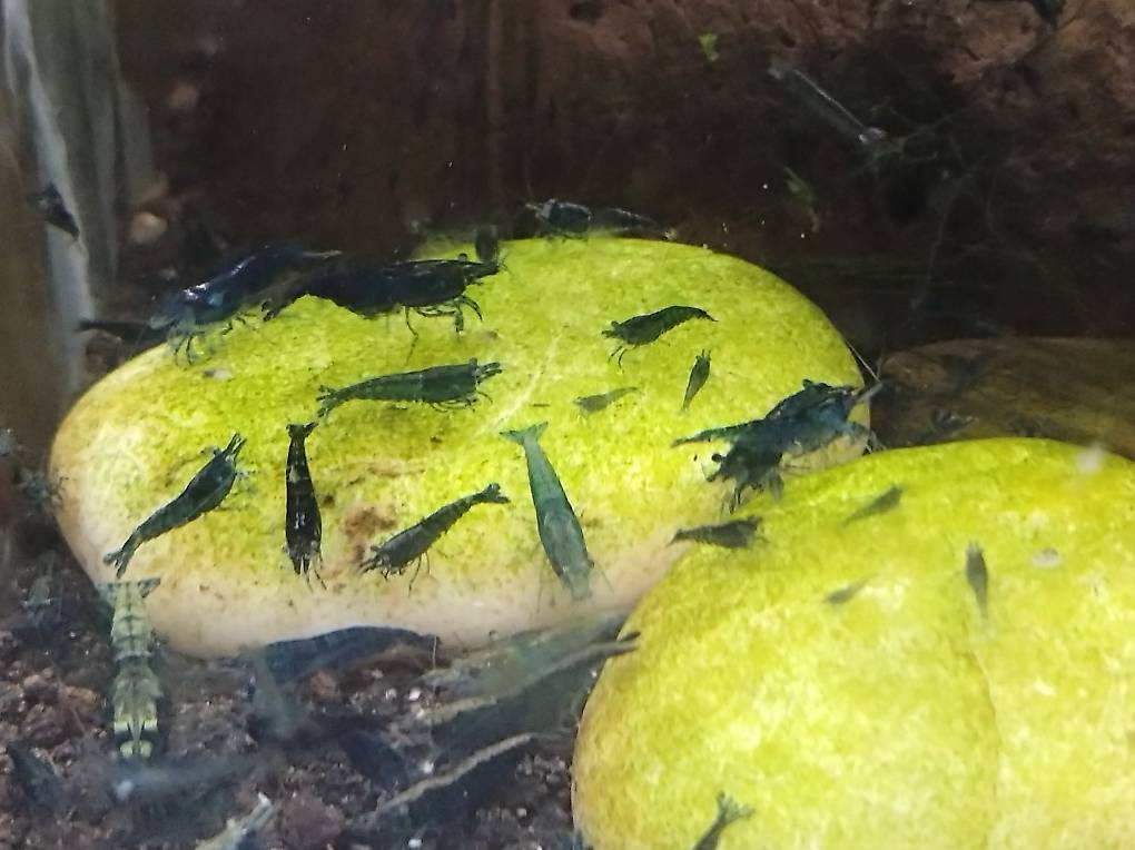 Blue Shapire und Gelb Neon Garnelen im Kanton Aargau - tutti.ch