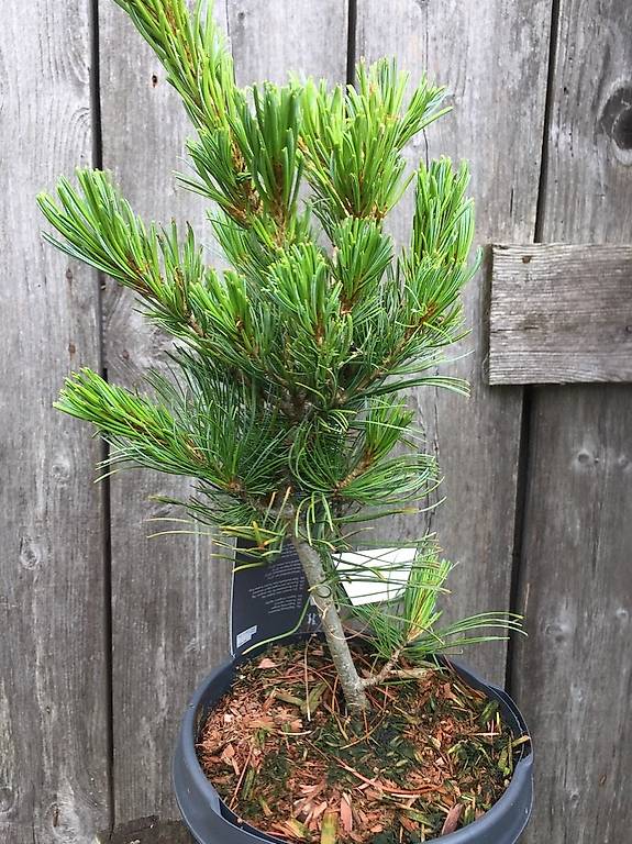uk bonsai tree Chinese Elm Beginner's Bonsai