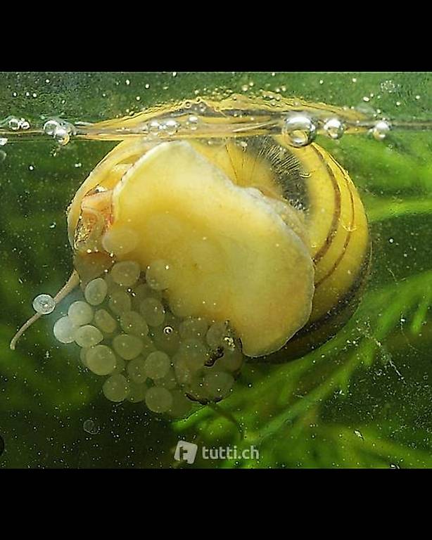 Aquarium Zebra Apfelschnecke ( Beliebt!) im Kanton St. Gallen tutti.ch