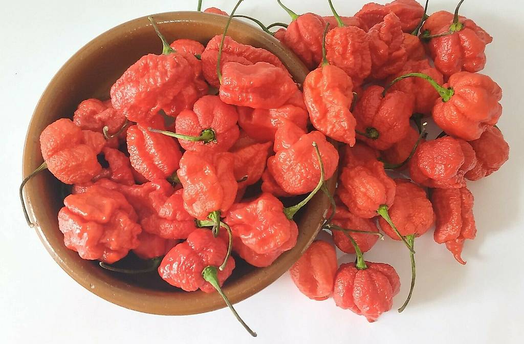 Chili Carolina Reaper HP22B? Rot/Red Ernte 2022 Im Kanton St. Gallen ...