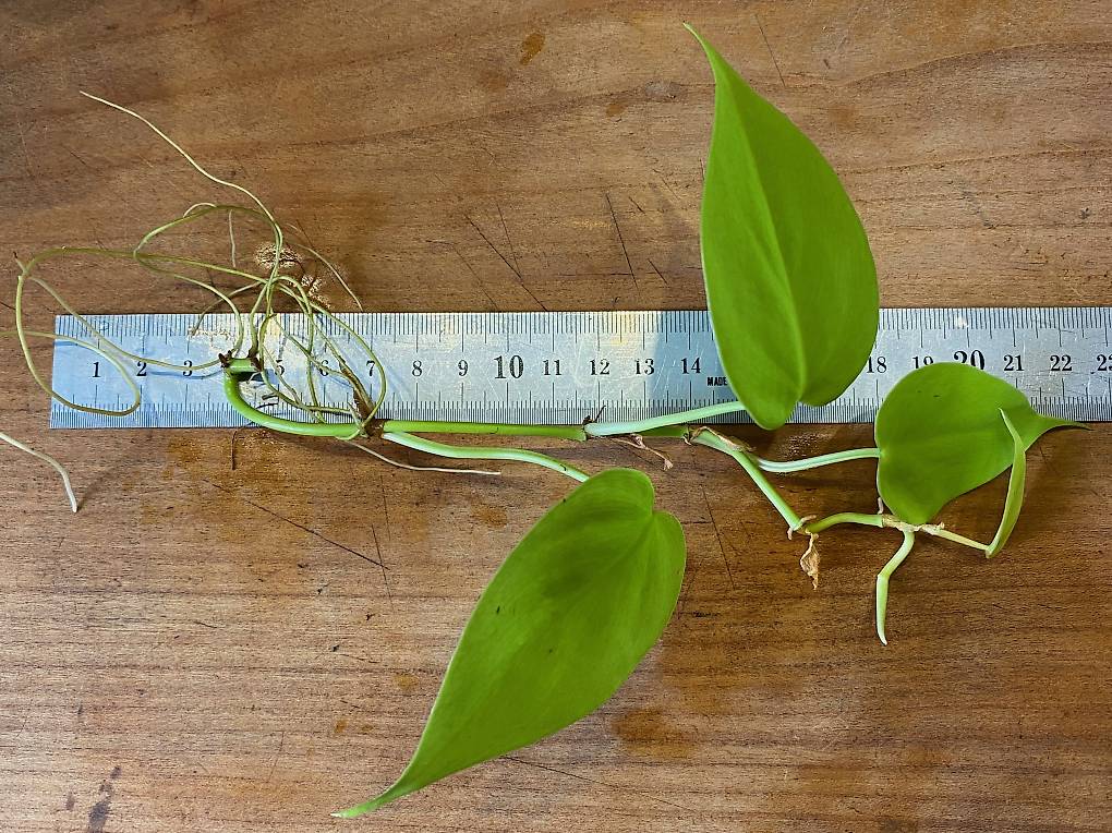 Bewurzelter Steckling Philodendron hederaceum Lemon Lime im Kanton Zrich -  tutti.ch