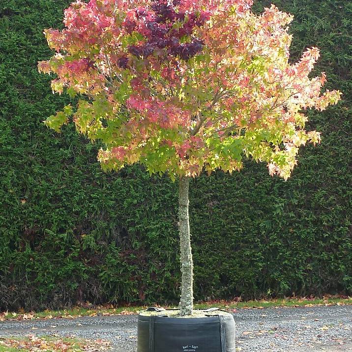 Amberbaum (Liquidambar styraciflua) 'GumBall' Stammhöhe