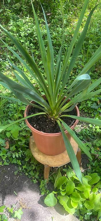 sansevieria tower Sansevieria