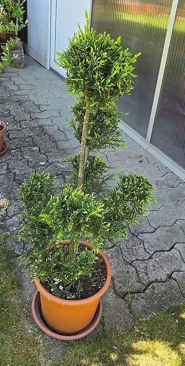 Leyland-Zypresse - Garten Bonsai im Kanton Aargau - tutti.ch
