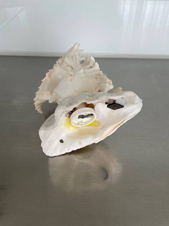 Muschel für Aquarium als Deko Sammlung Canton Zurich tutti.ch