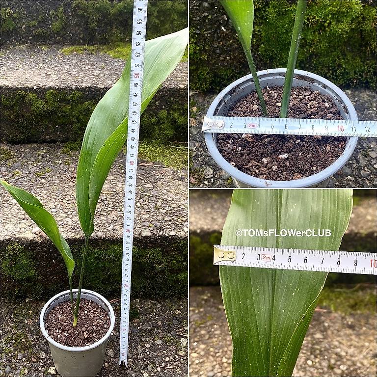Aspidistra Elatior Hoshi-Zora im Kanton Zrich - tutti.ch