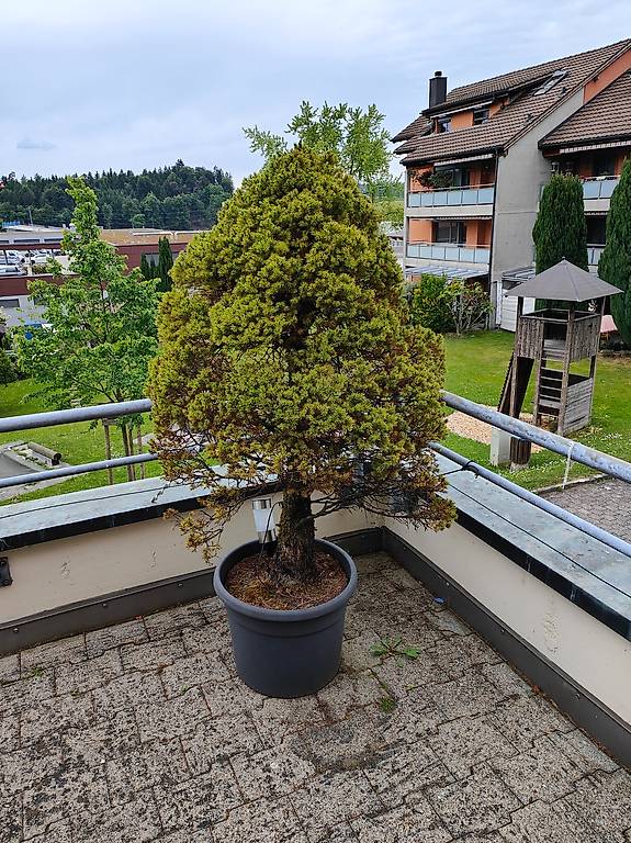 bambus wischmop Seedeo® Moso Bambus (Riesenbambus) Phyllostachys edulis 100 Samen