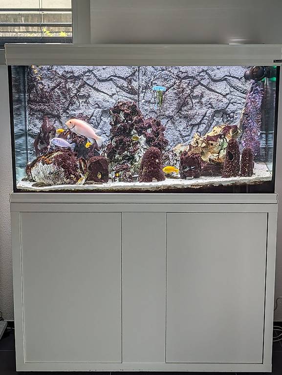 Meerwasseraquarium sale mit Besatz und Zubehör