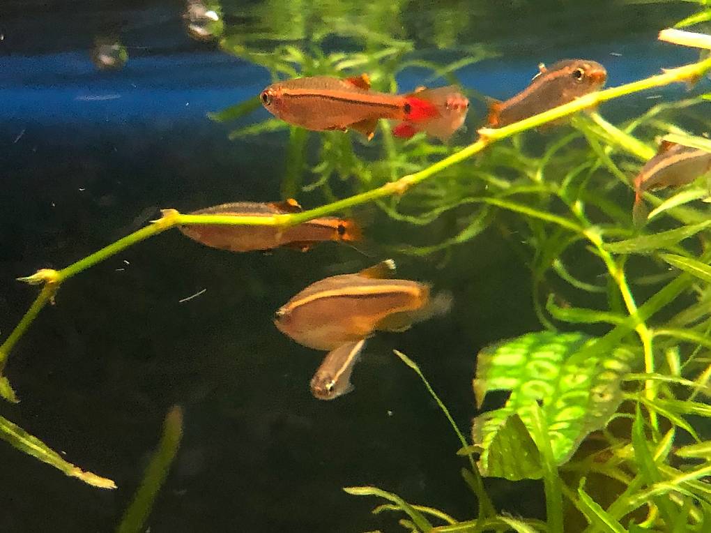Kardinalfisch im Kanton Zürich tutti.ch