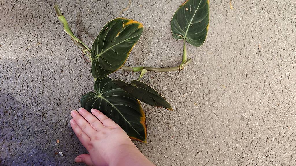 philodendron micans variegata pink Philodendron Micans, with soft foliage and elegant shimmering tones –  plantandstories
