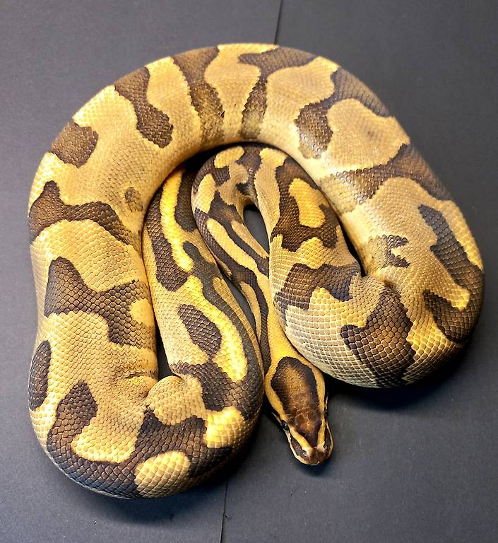 1.0 Python regius - Enchi Fire Leopard im Kanton Bern - tutti.ch