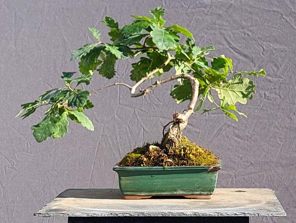 Bonsai Eiche im Kanton Aargau - tutti.ch