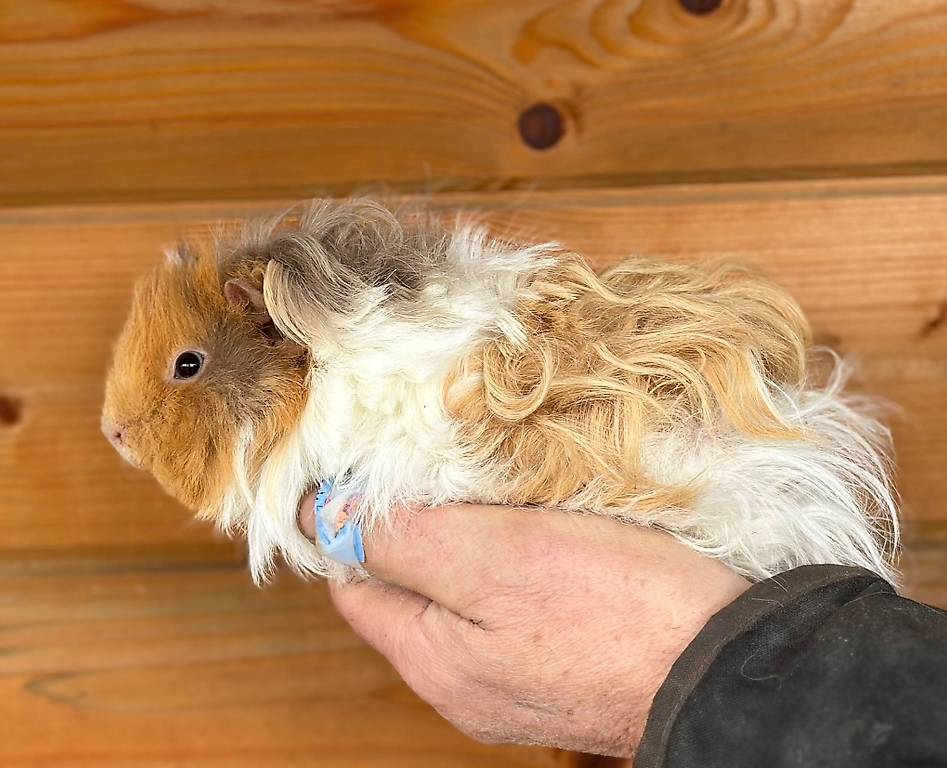 Lunkarya Meerschweinchen "Vom Rosenbogen" im Kanton Aargau tutti.ch
