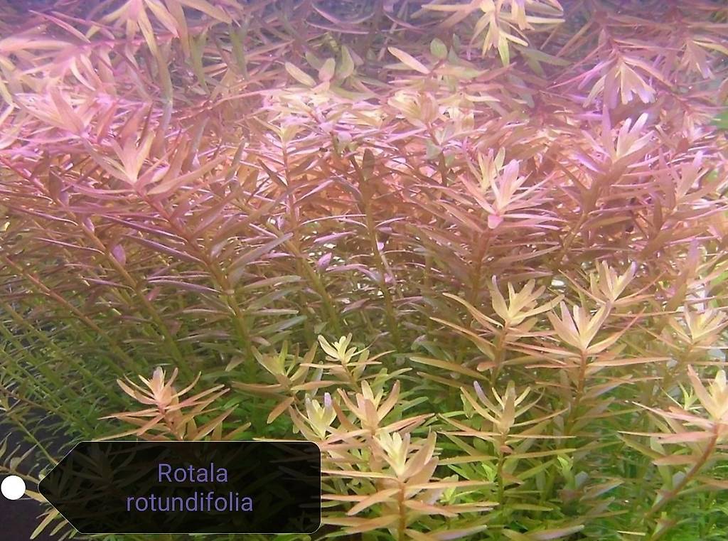 Rotala rotundifolia Aquarium Pflanzen im Kanton Aargau tutti.ch