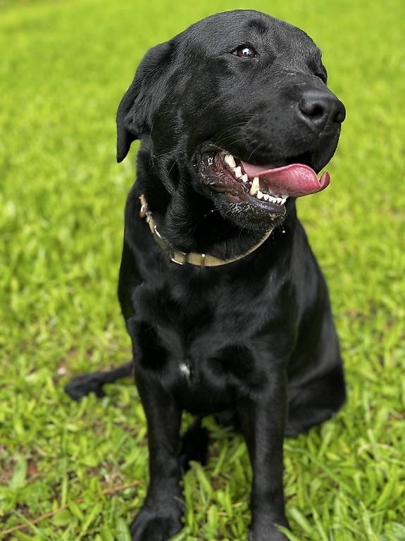 Labrador Retriever Hündin im Kanton Schwyz - tutti.ch