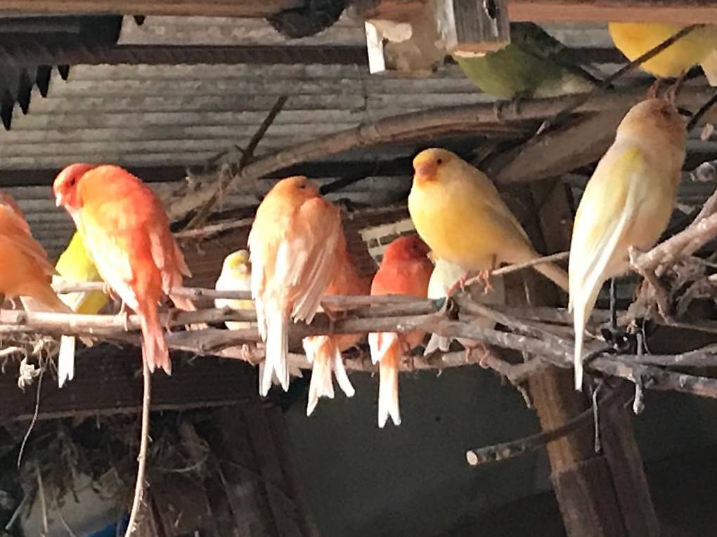 Kanarienvögel im Kanton St. Gallen tutti.ch