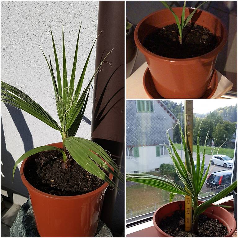 Diese Palme wächst 1m im 1. Jahr Washingtonia robusta im Kanton Zürich