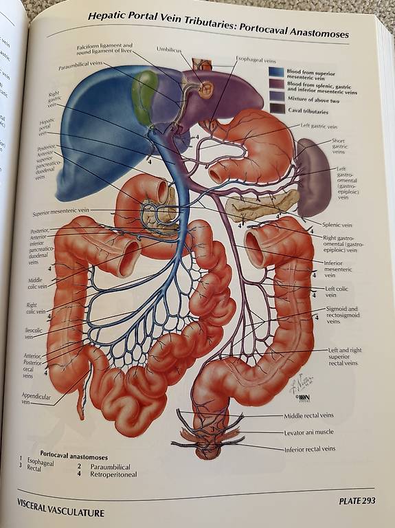 Atlas of Human Anatomy (Frank Netter) im Kanton Zürich - tutti.ch
