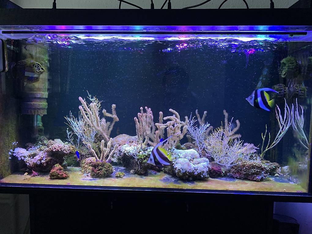 Aquarium 200 l im Kanton Basel-Landschaft