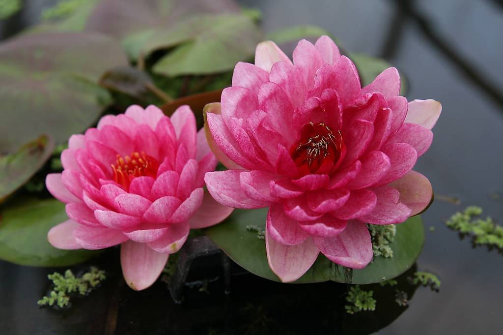 Winterharte Seerose Perry's Baby Red - Halbzwergseerose Für Gartenteich