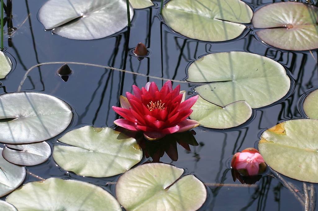 Seerose Teichpflanze Nymphaea 'Attraction' Canton Argovie tutti.ch