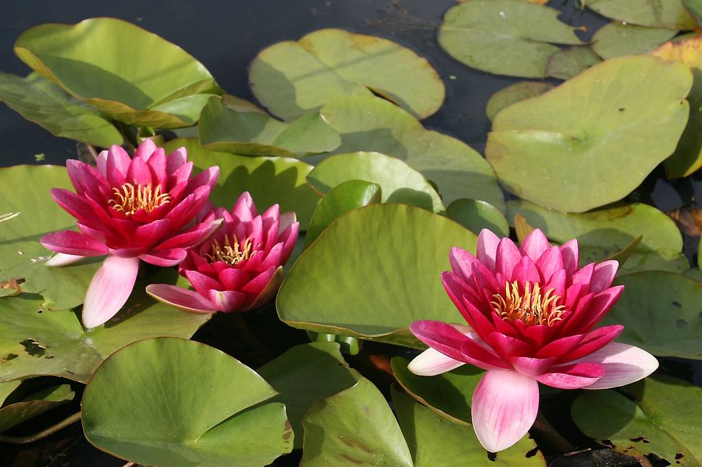 Seerose Teichpflanze Nymphaea 'Attraction' Canton Argovie tutti.ch