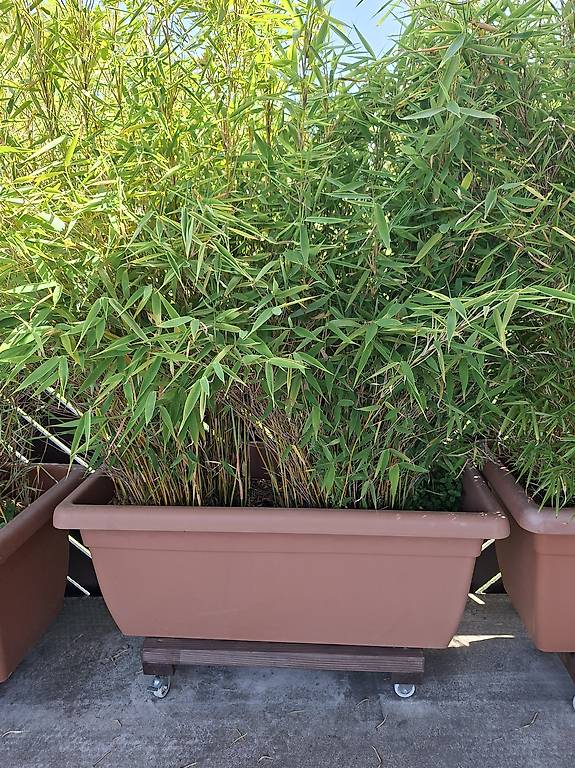 aqua clean tücher bambus 2 x Bambus Premium XL 80 x 60 cm + 1 Kraftreiniger 250 ml (gratis) ·  TOPNeuheiten.at