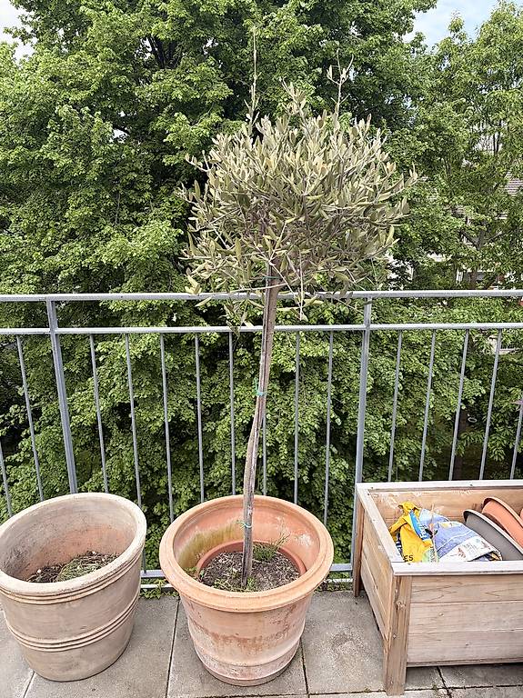 Olivenbaum inkl Topf im Kanton Bern - tutti.ch
