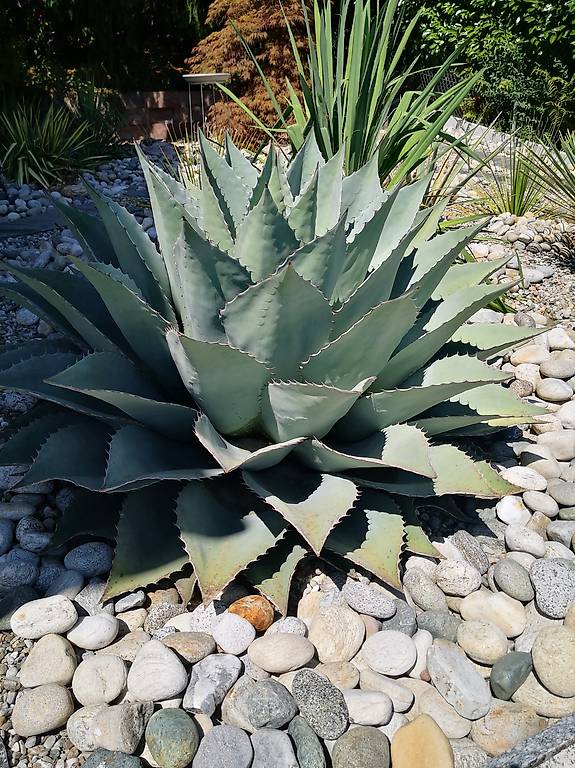 Agaven Gartenpflanzen 10x Agave Stricta Rabo De Len - Exotische Agaven  Samen Fr Garten & Tpfe | Robuste Sukkulente ID740