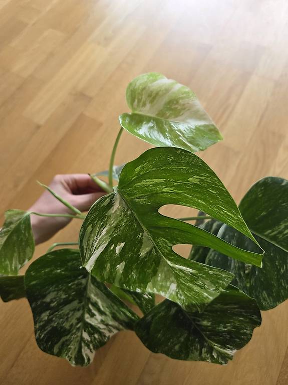 2 Monstera Ableger im Kanton Zrich - tutti.ch