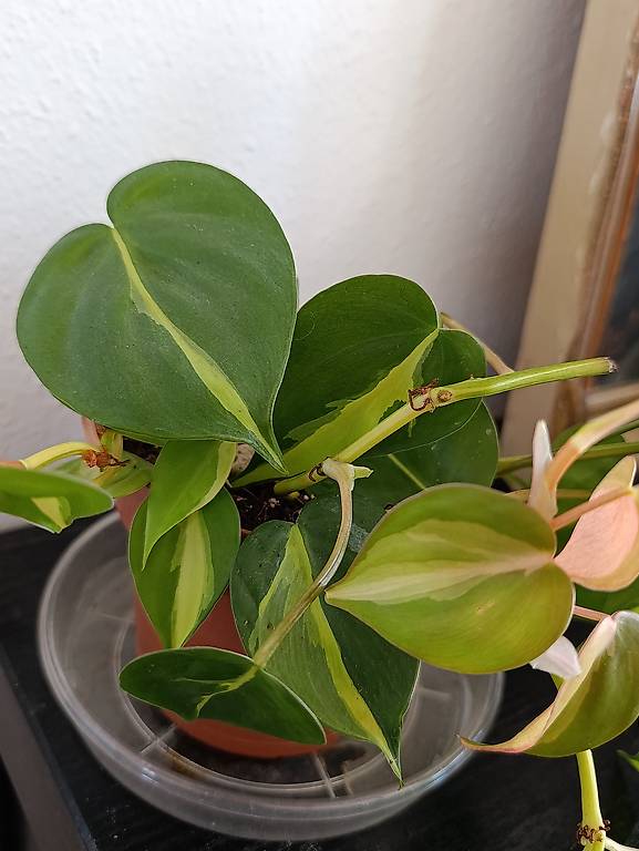 Philodendron scandens Brasil - Stecklinge im Kanton St. Gallen - tutti.ch