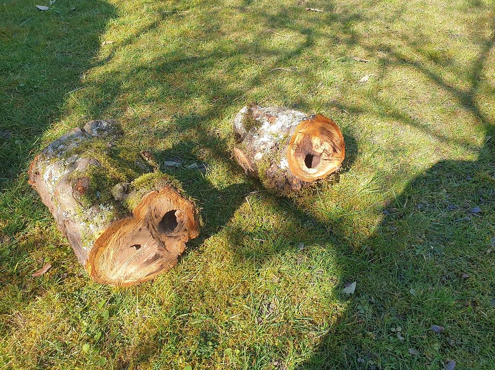 Holzstumpf hohl im Kanton Aargau
