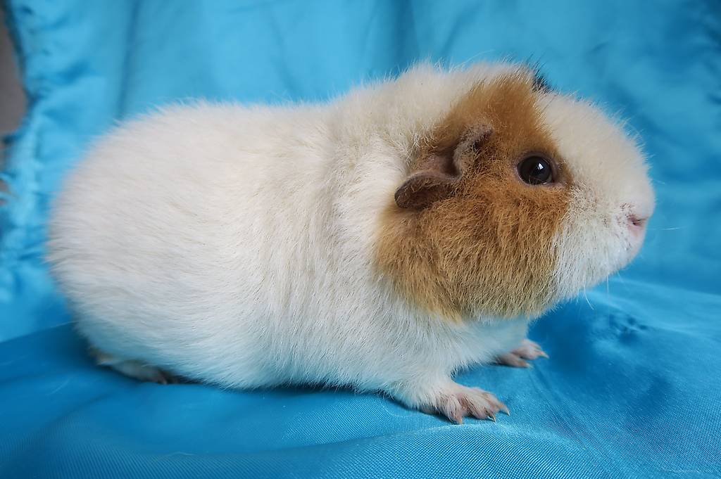 Meerschweinchen Us Teddy Kaufen
