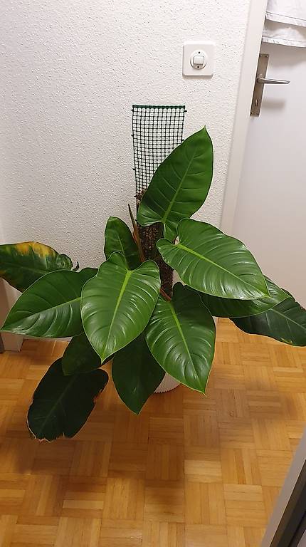 Philodendron Congo Millions an Moosstab im Kanton Basel-Landschaft -  tutti.ch