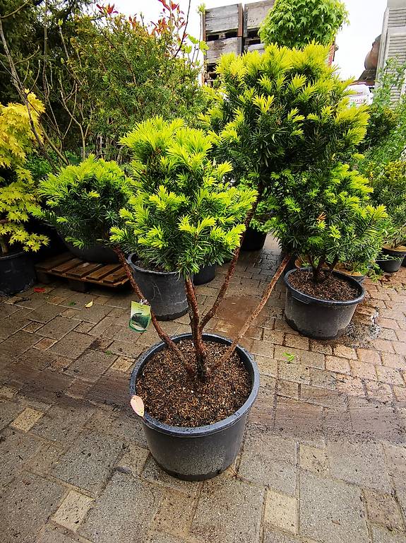 33+ Garten Bonsai Eibe, Hier finden sie wissenswertes rund um die