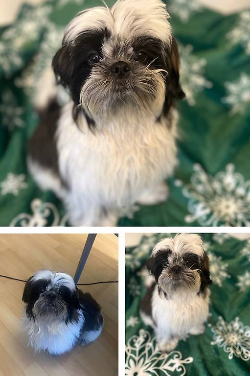 Shih tzu welpen popular reinrassig