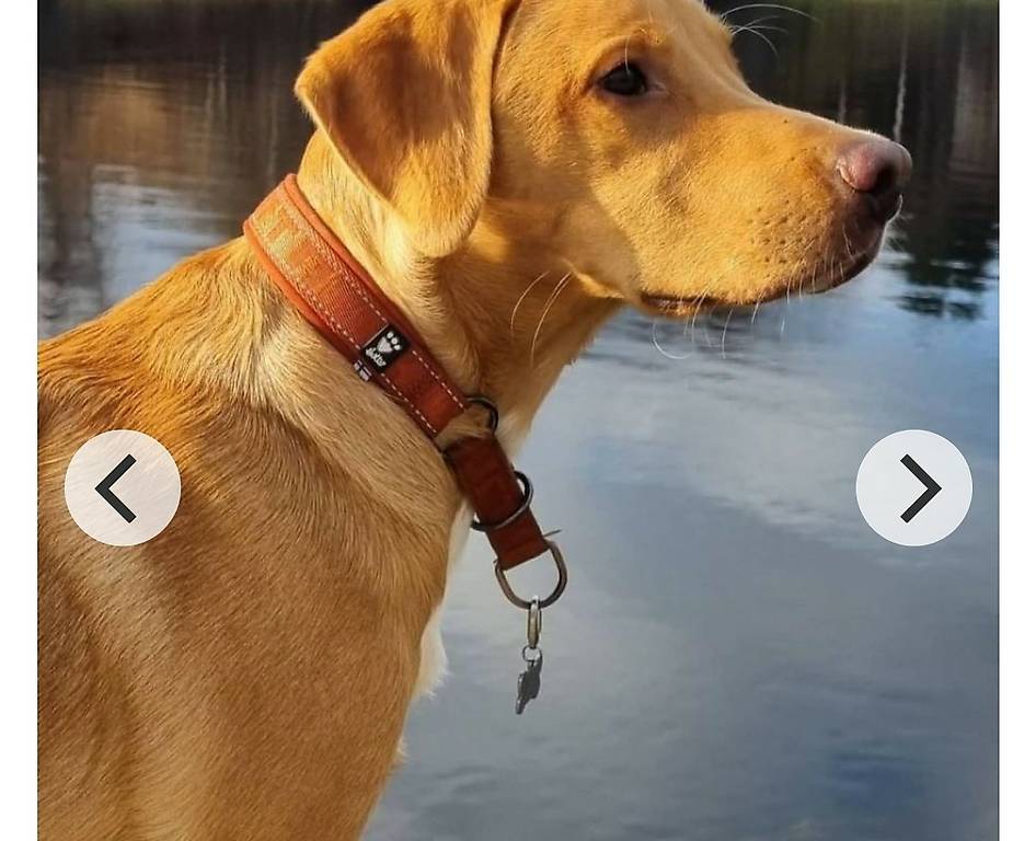 Hurtta Go Finland Hundehalsband – Gepolstert, Reflektierend, Waschbar, Für Tägliche Spaziergänge