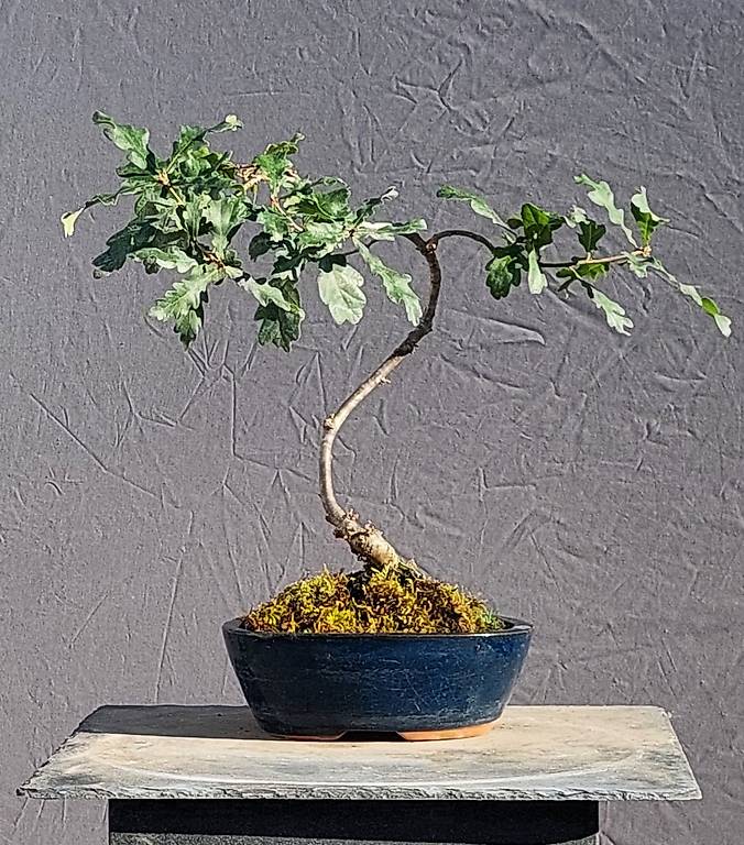 elefantenohr bestellen Elefantenohr kaufen – Mein schöner Garten Shop main image 1