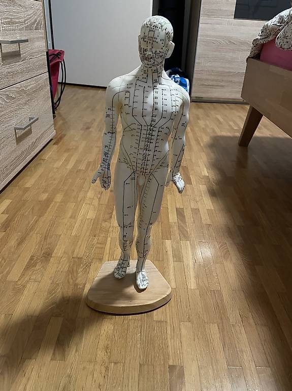 Modèle Anatomique Acupuncture Corps Humain 40/52cm – Méridiens Hommes/femmes, 2 Couleurs