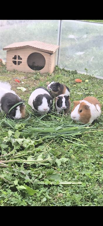 Meerschweinchen Boy im Kanton Aargau