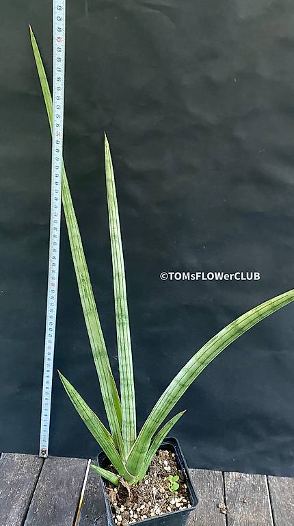 Sansevieria Suffruticosa 'Frosty Spears' im Kanton Zürich tutti.ch