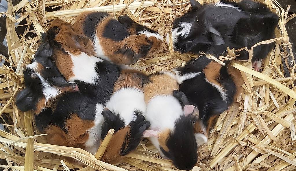 S sse Baby Meerschweinchen Im Kanton Thurgau Tutti ch s-sse-baby-meerschweinchen-im-kanton-thurgau-tutti-ch