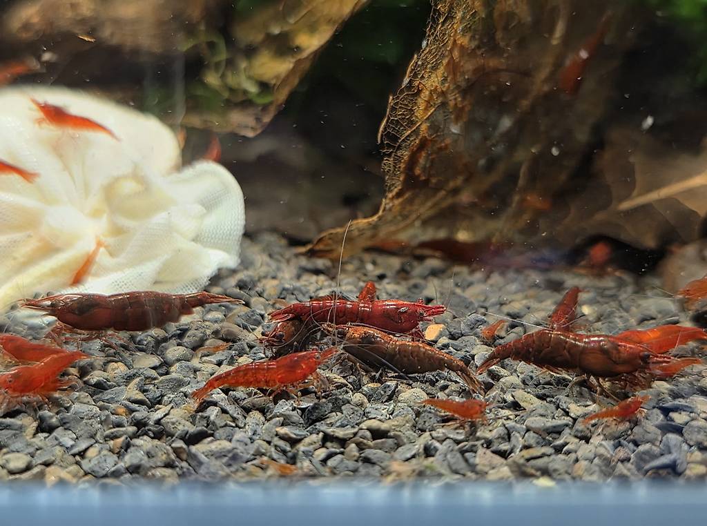 Dark Bloody Mary Neocaridina | Versand möglich im Kanton Aargau