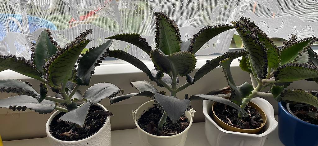 Kalanchoe pinnata, GöthePflanze, Feng Shui, Mother of M. im Kanton St