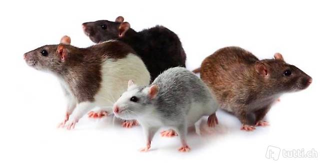 Rats Ratten